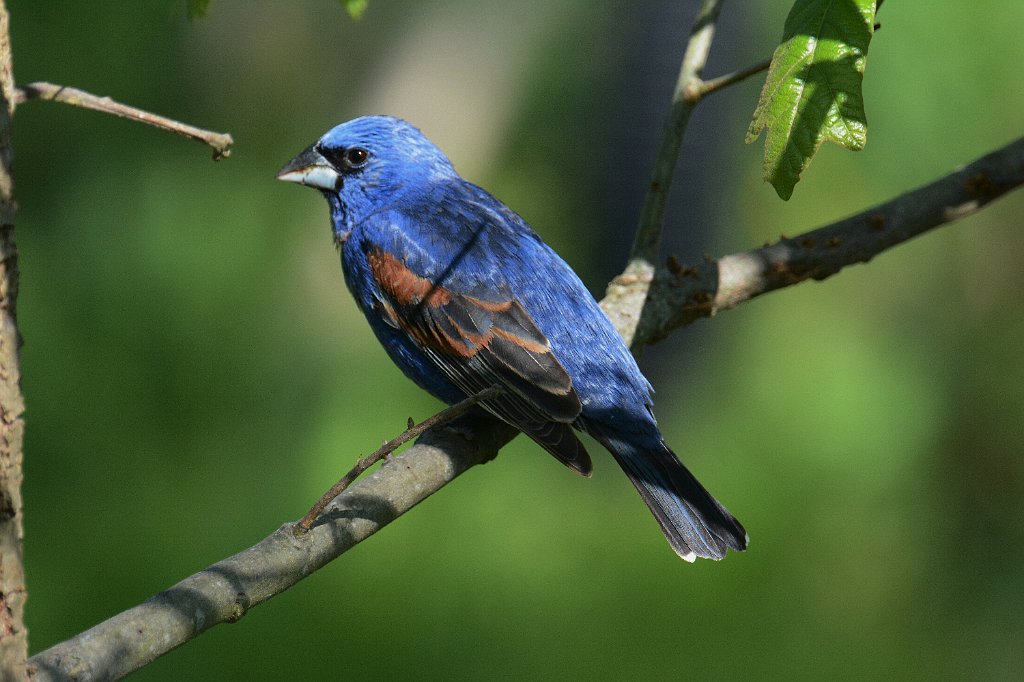 Grosbeak, Blue, 2014-05184408  Cape May Point State Park, NJ.JPG - Blue Grosbeak. Cape May Point State Park, NJ, 5-18-2014